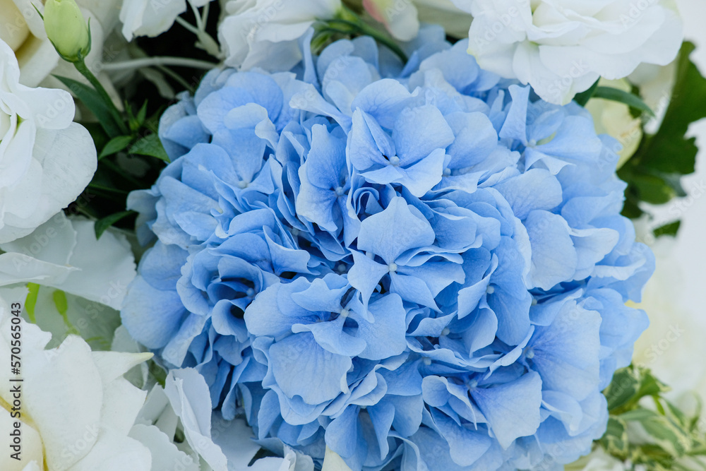 wedding white roses and blue hydrangea close up wedding white roses and blue hydrangea close up