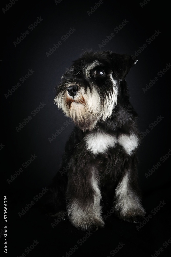 puppy schnauzer  sitting on black background 