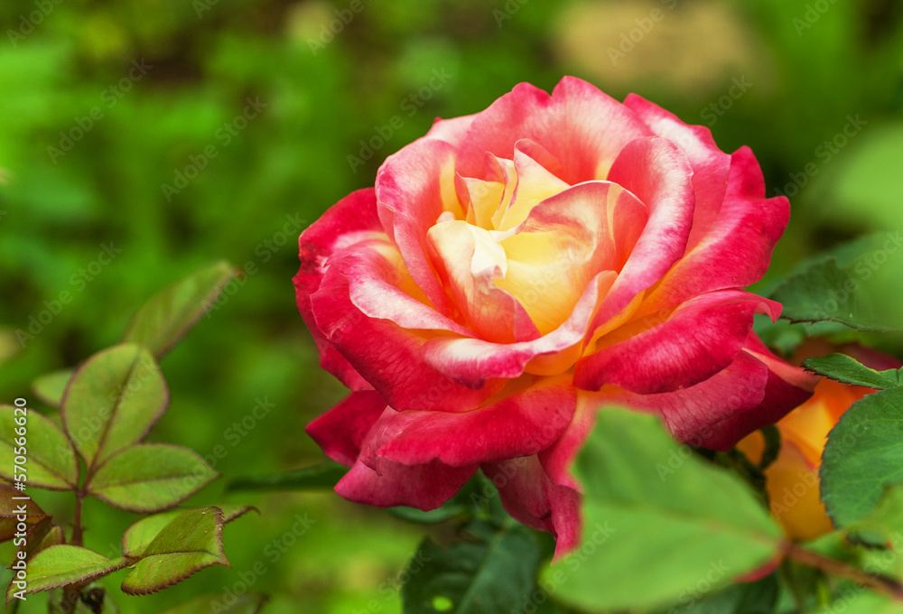 Tea pink yellow rose blooms in the garden Tea pink yellow rose blooms in the garden