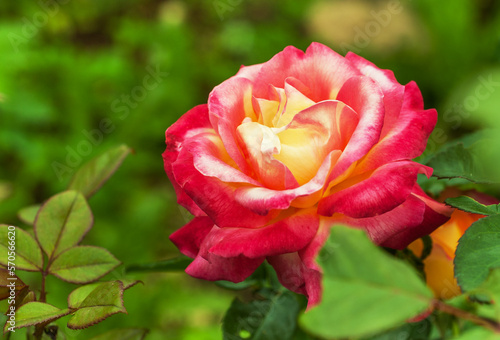 Tea pink yellow rose blooms in the garden