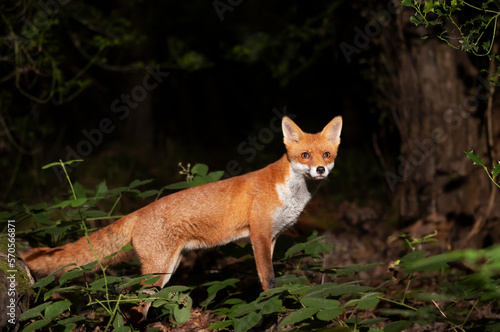 Close up of a Red fox in a forest at night