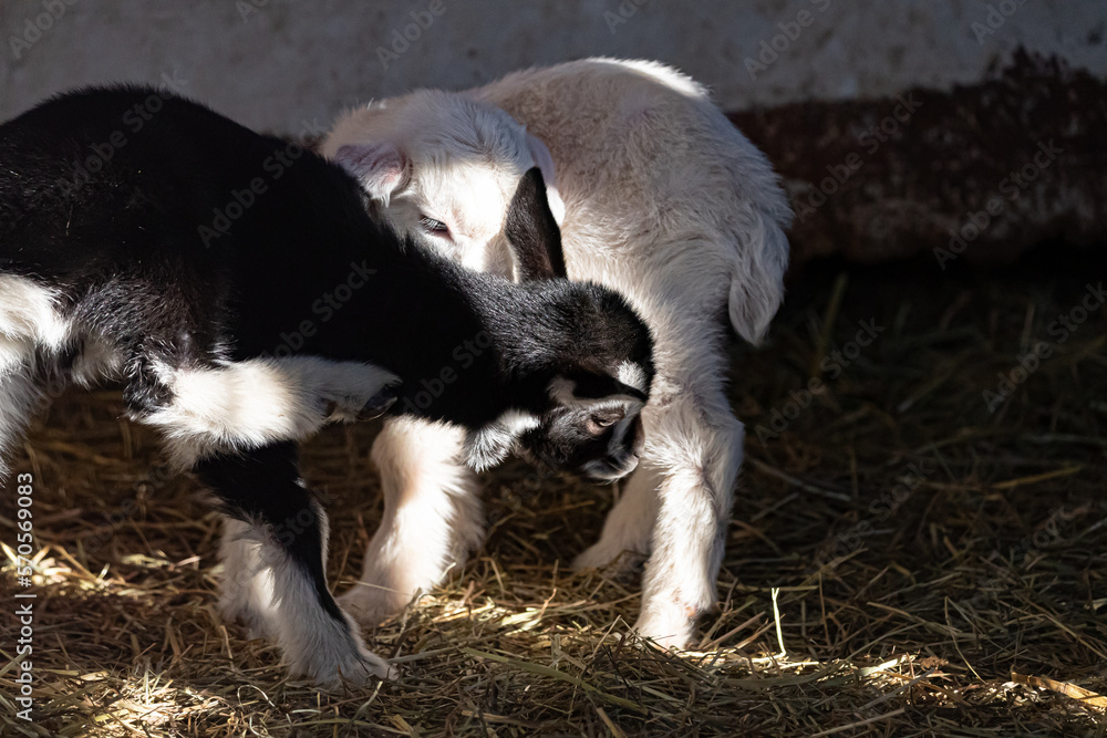 A lively group of white goats enjoy their day in their cozy stable, jumping, running, and interacting with each other, while feeding on the fresh hay and water provided