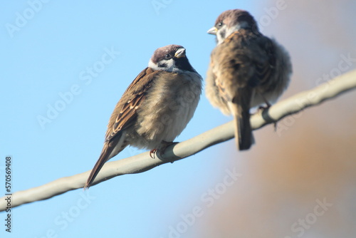 sparrow on a branch