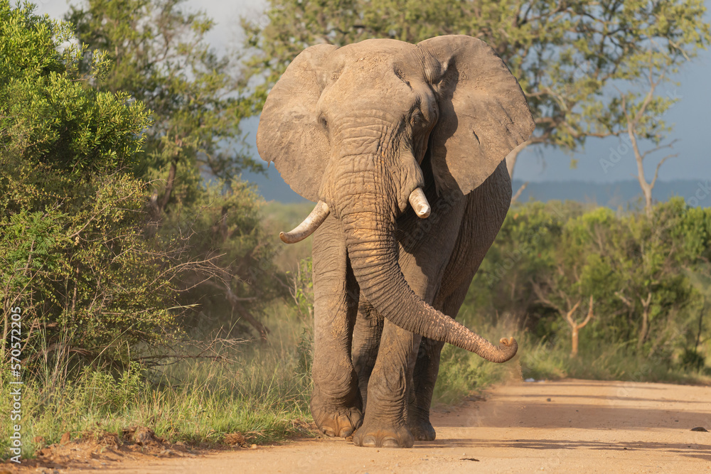 Fototapeta premium African bush elephant - Loxodonta africana also known as African savanna elephant walking on road and waving trunk with green vegetation in background. Photo from Kruger National Park in Kruger.