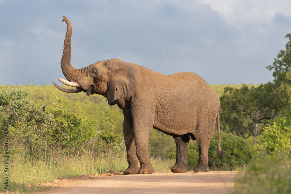 Obraz premium African bush elephant - Loxodonta africana also known as African savanna elephant on road with raised trunk with green vegetation and sky in background. Photo from Kruger National Park in Kruger.