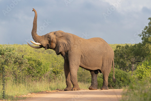 African bush elephant - Loxodonta africana also known as African savanna elephant on road with raised trunk with green vegetation and sky in background. Photo from Kruger National Park in Kruger. © PIOTR