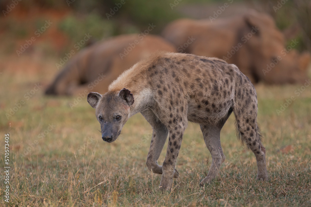 Spotted hyena - Crocuta crocuta, also known as the laughing hyena walking on grass with white rhinos - Ceratotherium simum in background. Photo from Kruger National Park in South Africa Spotted hyena - Crocuta crocuta, also known as the laughing hyena walking on grass with white rhinos - Ceratotherium simum in background. Photo from Kruger National Park in South Africa