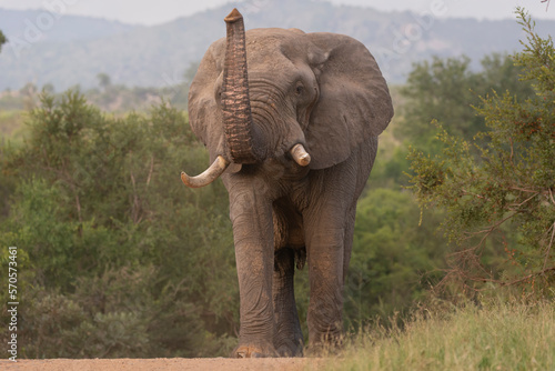 African bush elephant - Loxodonta africana also known as African savanna elephant walking on road with raised trunk with green vegetation in background. Photo from Kruger National Park in Kruger.	