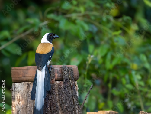 white bellied treepie photo