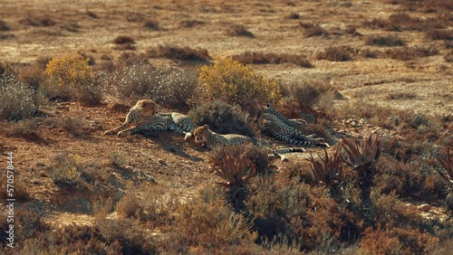 Cheetah in South Africa 