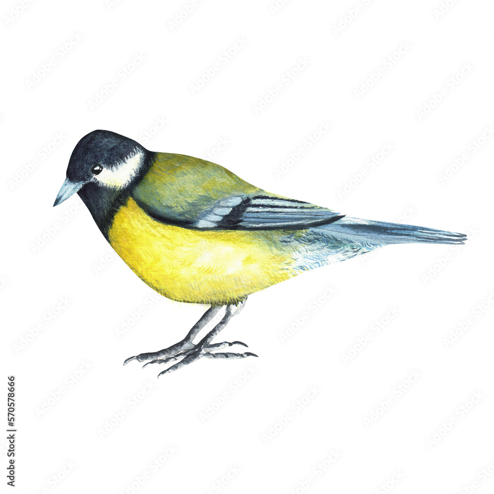 Obraz premium Sitting titmouse bird. Birds clipart. For postcards, stickers. Hand-drawn watercolor illustration