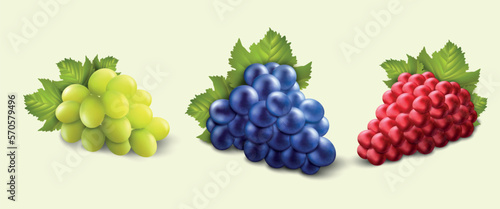 Realistic red, green grape. Fresh black wine beverage, 3d isolated vineyard or sweet table dessert, juicy winery fruits with leaves. Different raw grapes. Vector isolated branch