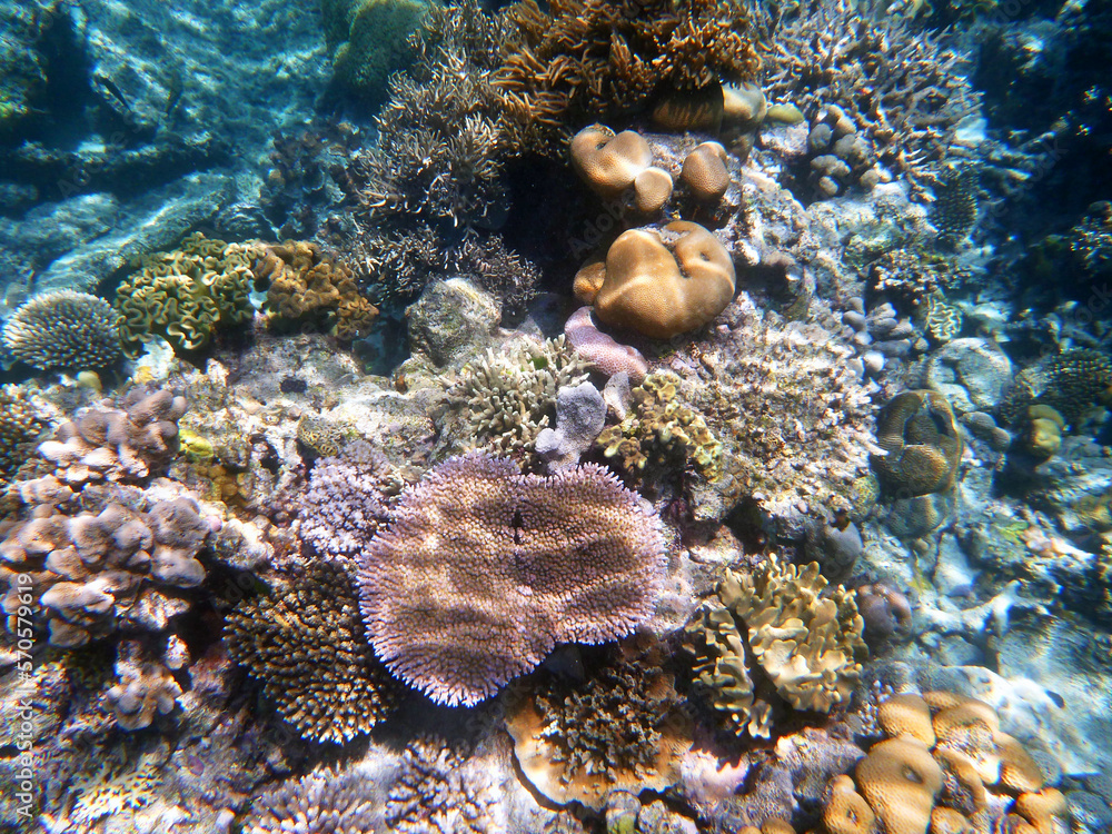 coral reef in the Great Barier Reef, Australia coral reef in the Great Barier Reef, Australia