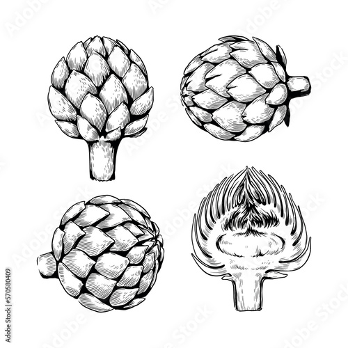 Wood artichoke, vintage french food. Engraving cooking woodcut, eating product, vegetable restaurant menu. Hand dawn element in different angles view. Vector etching isolated illustration