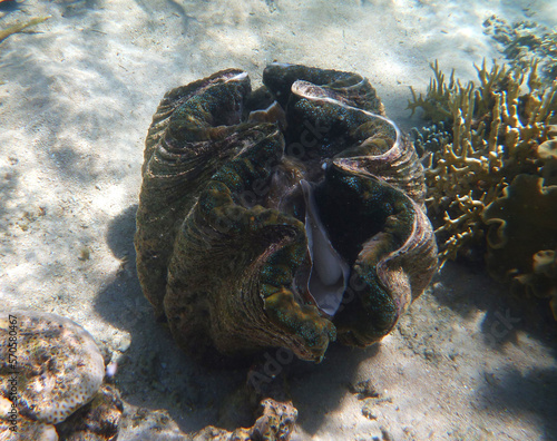 coral reef in the Great Barier Reef, Australia