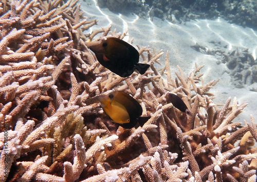 coral reef in the Great Barier Reef, Australia