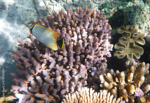 coral reef in the Great Barier Reef, Australia