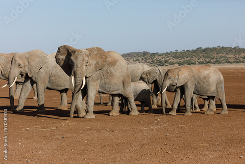 Photography parade of elephants