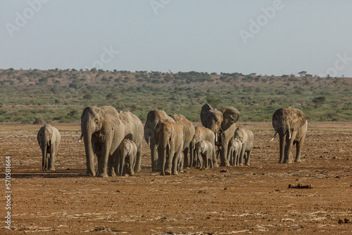 Photography parade of elephants