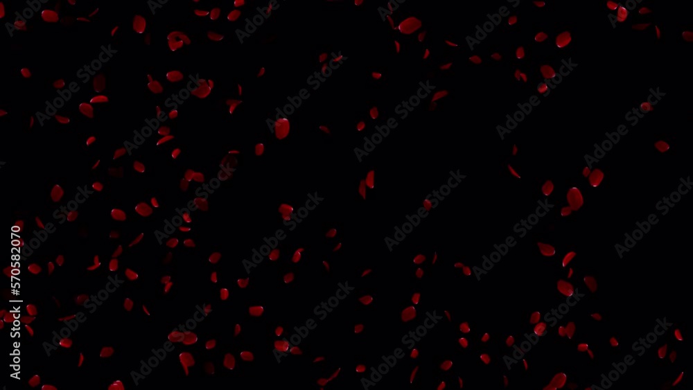 Loop animation with beautiful rose petals in 4K Ultra HD Loop animation with beautiful rose petals in 4K Ultra HD