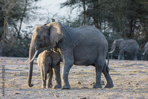 Photography elephant family