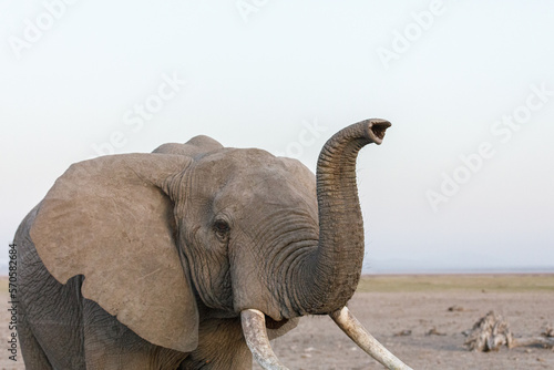 elephant on the savanah