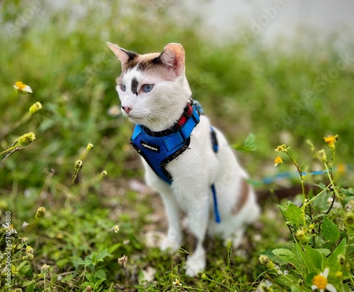 Cat on a harness