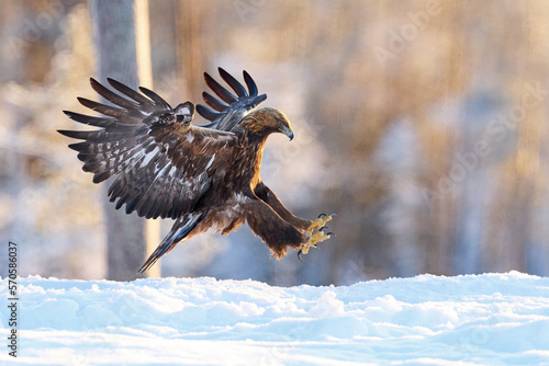 Golden eagle (Aquila chrysaetos)