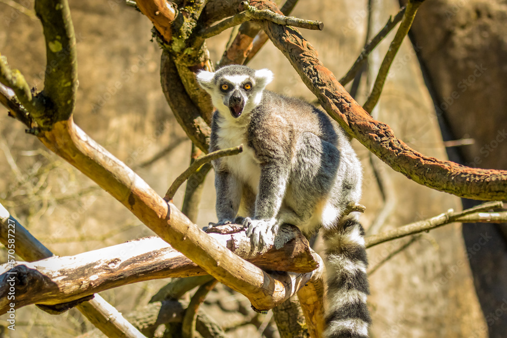 Fototapeta premium Ring-tailed Lemur in Oregon Zoo