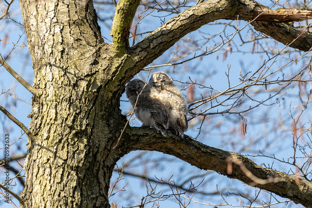 Obraz premium owl in tree