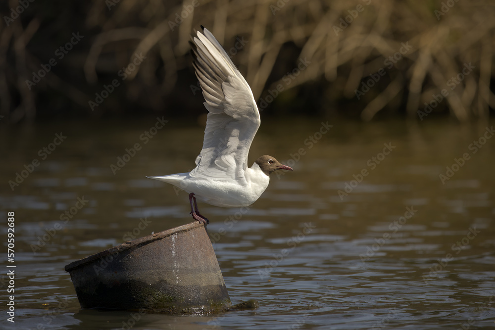 Fototapeta premium seagull in flight