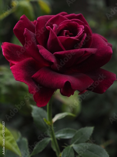 a red rose in the garden