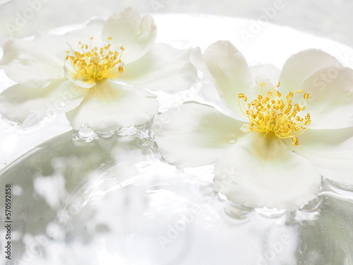 white roses on the water 