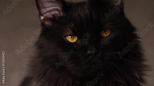 Wallpaper Mural Black cat with yellow eyes looks at the camera. Slow motion video, macro, close up Torontodigital.ca