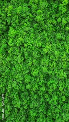 Texture for interior of green moss. Natural wallpaper. Vertical photo, close up. Natural background design. High quality photo