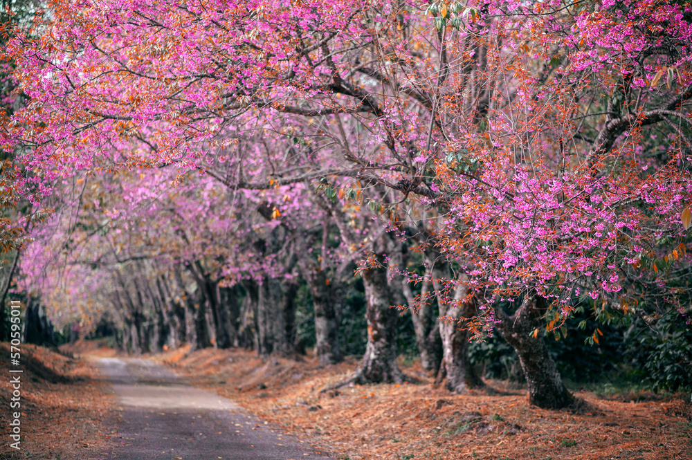 Spring Sakura flower or Cherry Blossom Path through a beautiful road ,Chiang mai ,Thailand