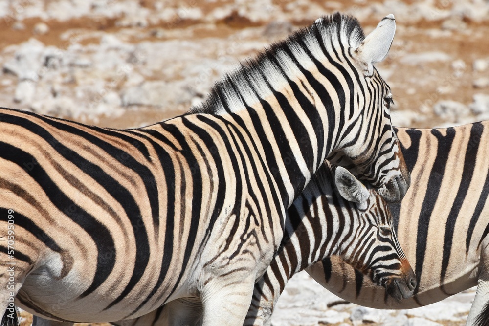 Zebras (Equus quagga) am Wasserloch Kalkheuwel im Etoscha Nationalpark in Namibia. Zebras (Equus quagga) am Wasserloch Kalkheuwel im Etoscha Nationalpark in Namibia.