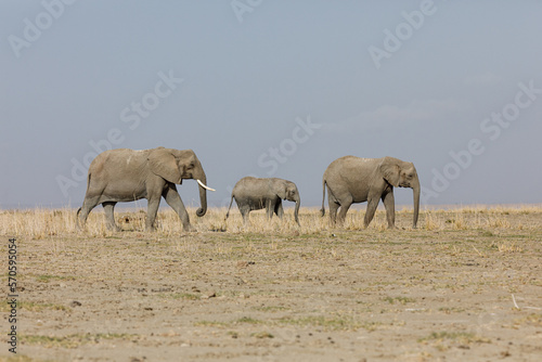 parade of elephants