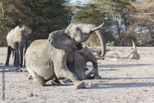 resting elephant