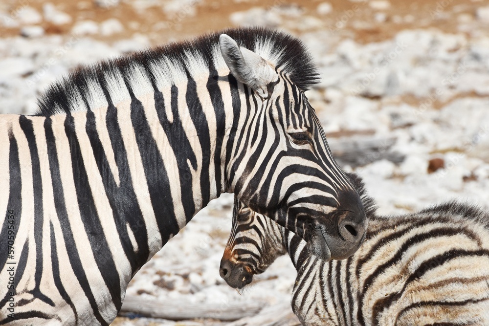 Zebrafohlen am Wasserloch Kalkheuwel im Etoscha Nationalpark in Namibai. Zebrafohlen am Wasserloch Kalkheuwel im Etoscha Nationalpark in Namibai.