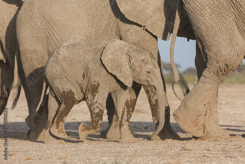 Canvas Print mother and baby elephants