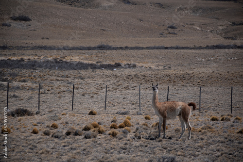 guanaco en el desierto patagonico photo