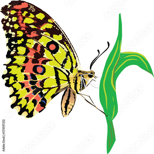 Illustration of a butterfly in a greenish color © Zamid