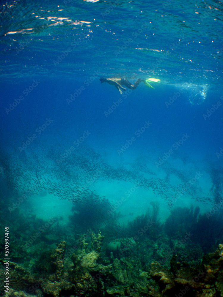 an underwater scenery on a reef with divers and marine life in the caribbean sea