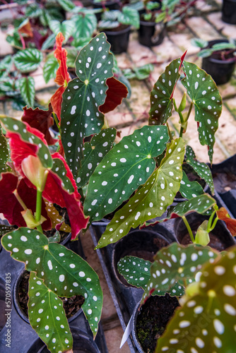 Begonia maculata, the polka dot begonia, shown potted on a greenhouse table. 