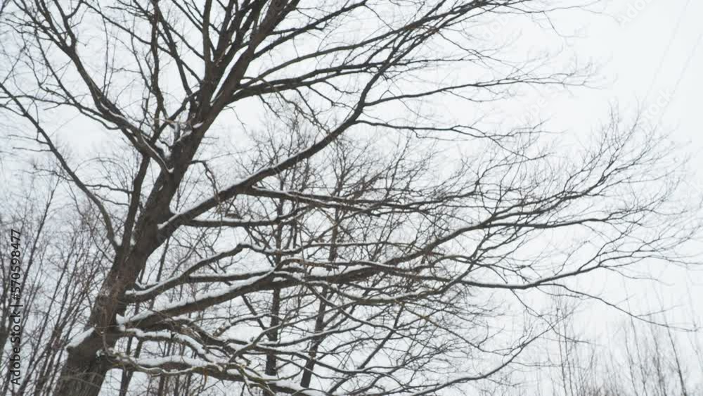 tree in winter tree in winter