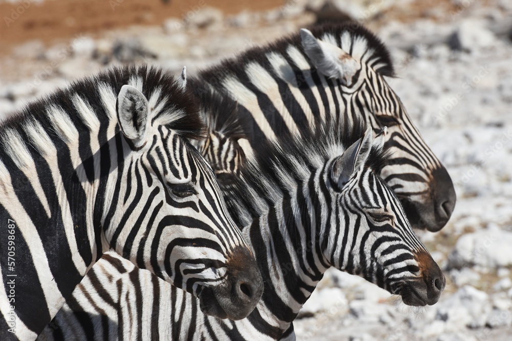 Zebras (Equus quagga) am Wasserloch Kalkheuwel im Etoscha Nationalpark in Namibia. Zebras (Equus quagga) am Wasserloch Kalkheuwel im Etoscha Nationalpark in Namibia.