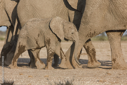 Canvas Print mother and baby elephants