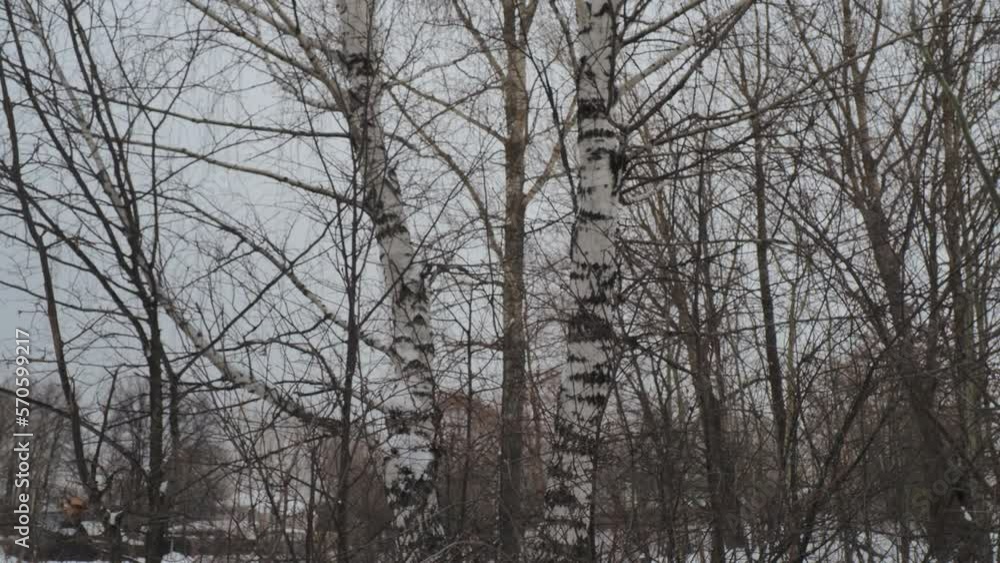 trees in the snow trees in the snow