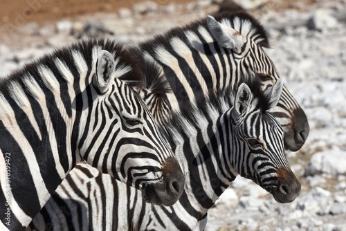 Zebras (Equus quagga) am Wasserloch Kalkheuwel im Etoscha Nationalpark in Namibia. 